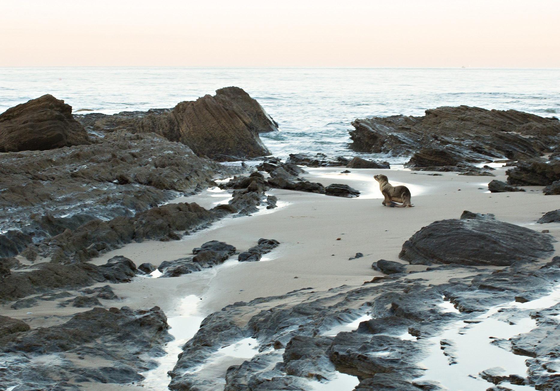 the elle in love, crystal cove state park, california, sunrise on the beach, intentional marriage