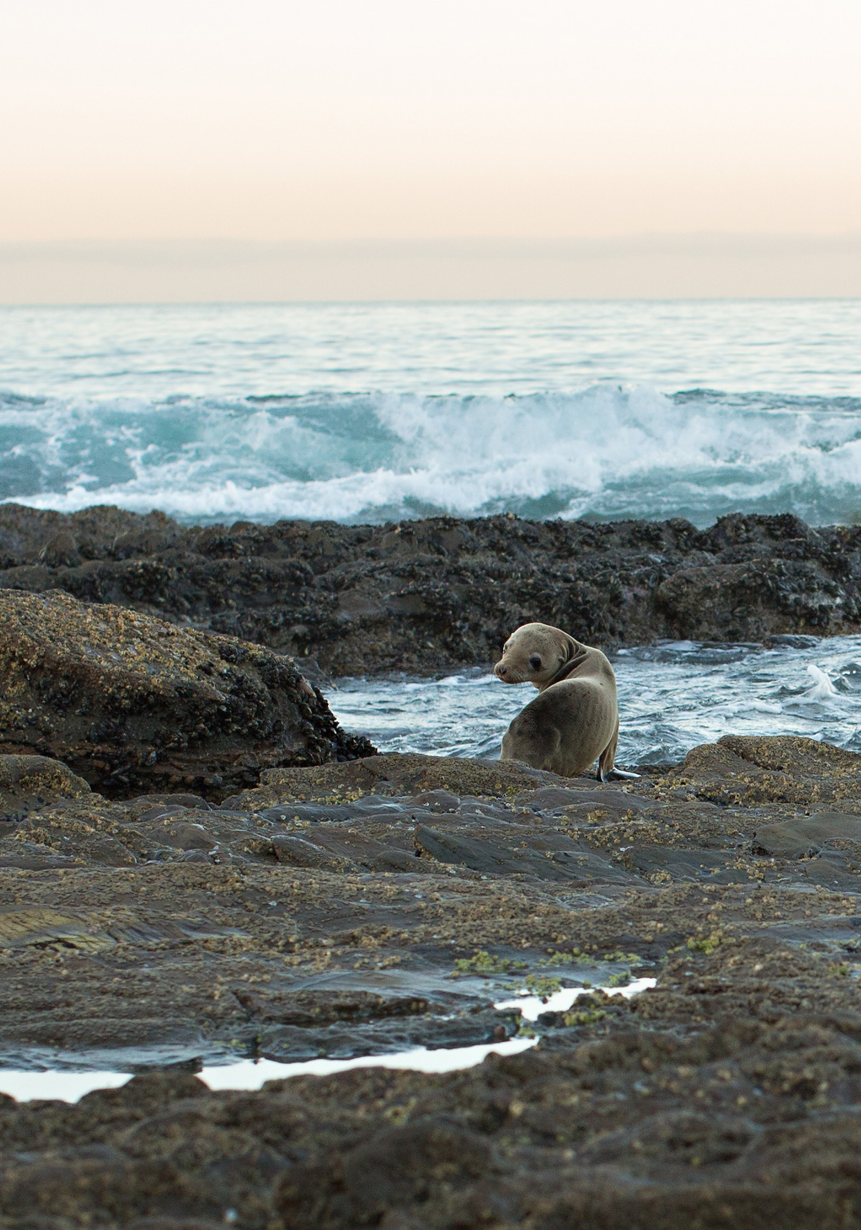 the elle in love, crystal cove state park, california, sunrise on the beach, intentional marriage