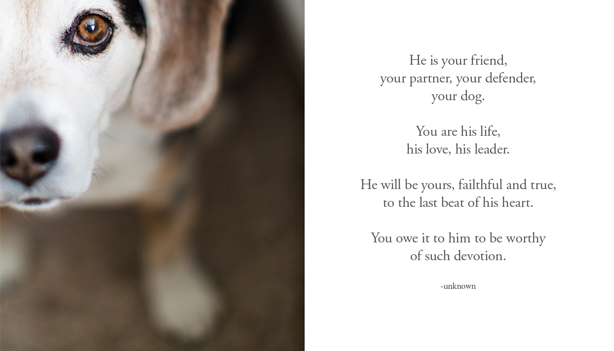 the elle in love, a letter to my dog, beagle, #MrSnifferson